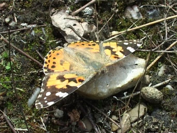 Distelfalter ( Vanessa cardui ) : Brüggen, Brachter Wald, 28.05.2006